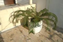 unsere-kleine-palme-